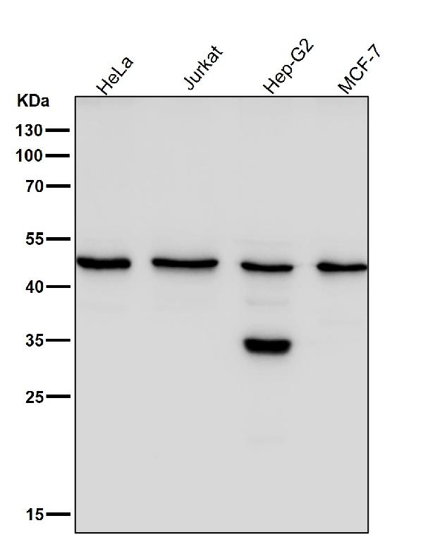 WB - Anti-KLF4/Gklf Rabbit Monoclonal Antibody ABO13501